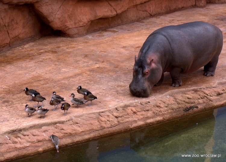 Pomysł na weekendową wycieczkę? Wrocławskie ZOO