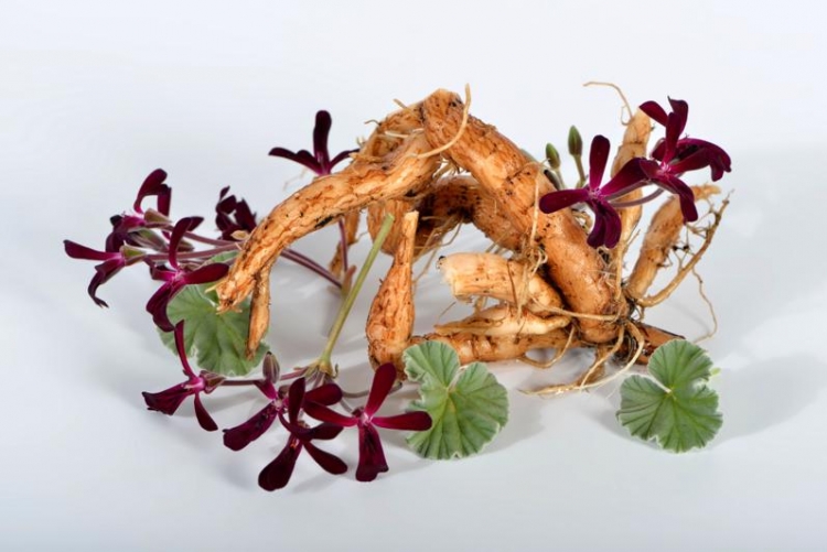 Pelargonia afrykańska